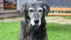 una pastilla para perros para retrasar el envejecimiento