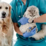 La sarna en gatos y en perros debe ser atendida con rapidez