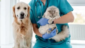 La sarna en gatos y en perros debe ser atendida con rapidez