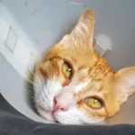 La PIF en gatos puede ser una enfermedad mortal