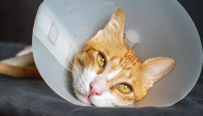 La PIF en gatos puede ser una enfermedad mortal