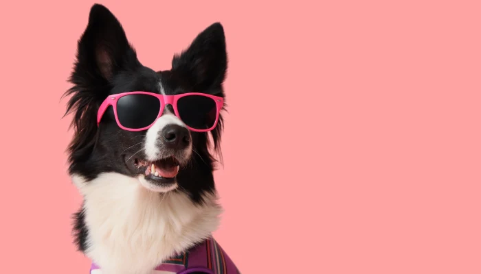 El border collie es una raza atlética y muy querida entre los tutores