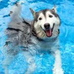 Nadar con tu perro puede ser muy divertido, si tu mismo le enseñas