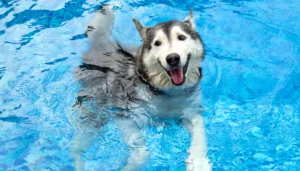 Nadar con tu perro puede ser muy divertido, si tu mismo le enseñas