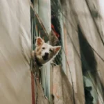 Los perros no son chismosos aunque así lo parezca