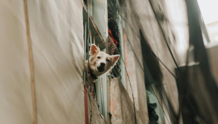 Los perros no son chismosos aunque así lo parezca