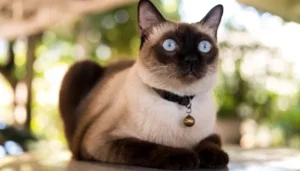 Lso gatos siameses son una raza muy popular y única