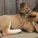 los perros que crecen con gatos tienden a ser más "felinos"