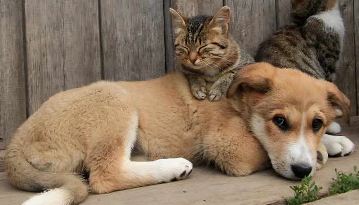 los perros que crecen con gatos tienden a ser más "felinos"