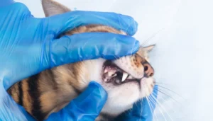 La gingivitis en gatos puede ser una enfermedad dolorosa