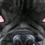 El ojo de cereza en perros es una afección que puede atacar algunos perros