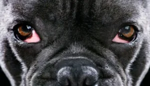 El ojo de cereza en perros es una afección que puede atacar algunos perros