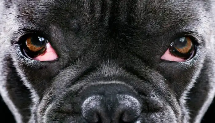 El ojo de cereza en perros es una afección que puede atacar algunos perros