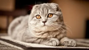 el scottish fold es un gato muy apreciado entre los cat lovers del mundo