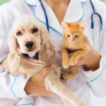 La leptospirosis en perros y en gatos puede convertirse en una enfermedad grave sin atención