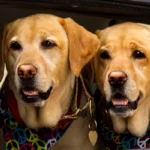 La sincronicidad en perros es algo más común de lo que crees