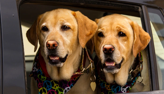 La sincronicidad en perros es algo más común de lo que crees