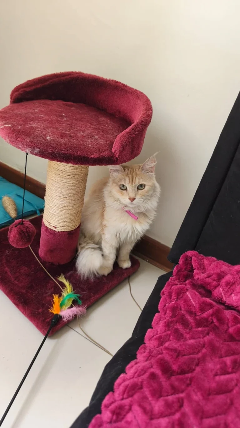 Mi primer bigotes 6 768x1365