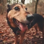 Un collar traductor de mascotas parece ser una realidad