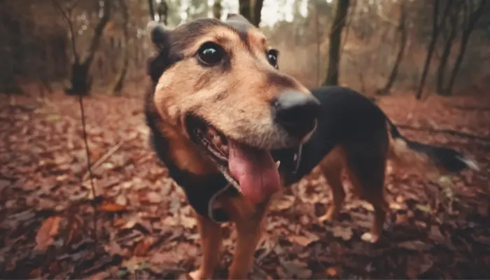 Un collar traductor de mascotas parece ser una realidad