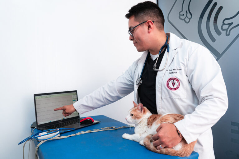 RadioVet img1 768x512