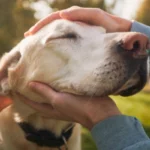 Recuerda que tu bienestar es también el de tú mascota, con AUNA puedes conseguirlo