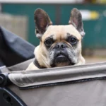 Los coches para perros ahora son un accesorio basico para todo tutor