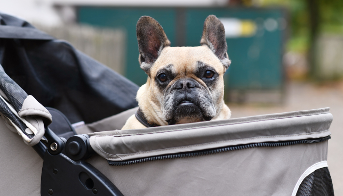 Los coches para perros ahora son un accesorio basico para todo tutor