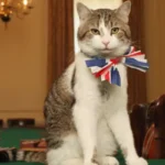 Larry el gato es el oficial más longevo del gobierno británico