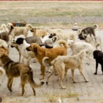 El último sábado de Junio se conmemora el dia contra el abandono animal