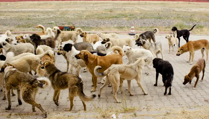 El último sábado de Junio se conmemora el dia contra el abandono animal