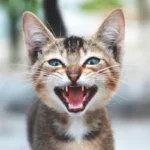 descubre las razones por las que tu gato maulla mucho
