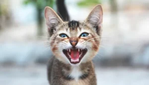 descubre las razones por las que tu gato maulla mucho