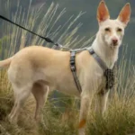 El tipo de arnés que necesita tu perro es una desición importante