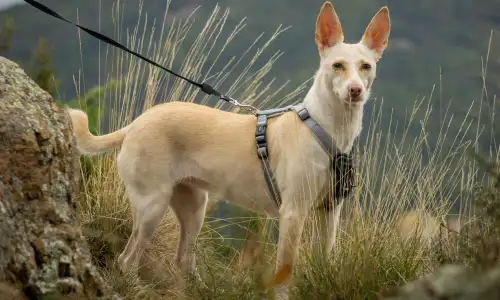 El tipo de arnés que necesita tu perro es una desición importante