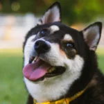 El dia mundial del perro nos recuerda la importancia de su felicidad