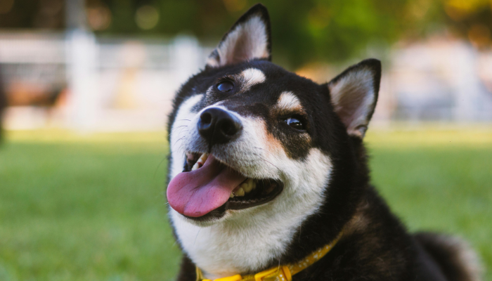 El dia mundial del perro nos recuerda la importancia de su felicidad