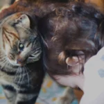 Los gatos dan cabezazos para demostrar su afecto y marcar territorio
