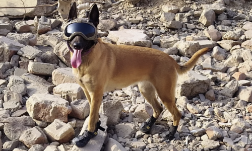 Kayra es un perro belga malinois rescatista peruana