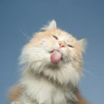 El día del gato es un evento mundial que todos celebran