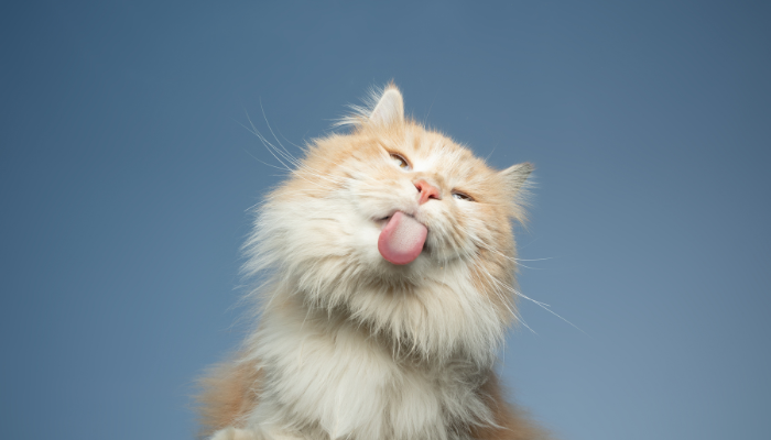 El día del gato es un evento mundial que todos celebran