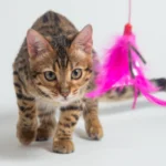 Jugar con tu gato es muy importante para su salud