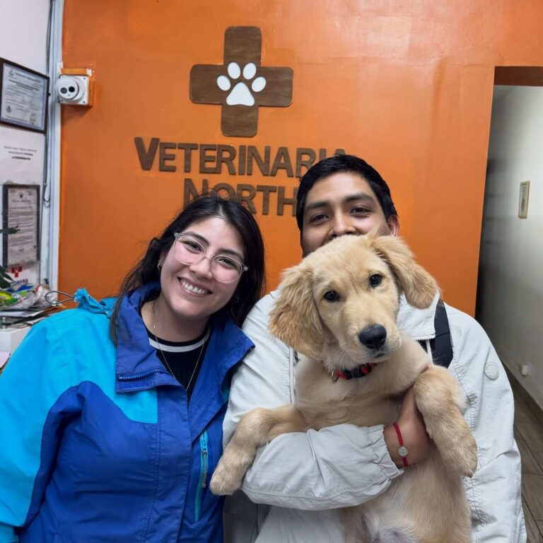 Veterinaria North 4 768x768
