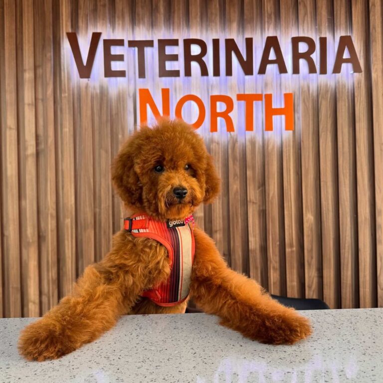 Veterinaria North 6 768x768