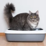 el arenero para gatos es esencial para salud de tu mascota