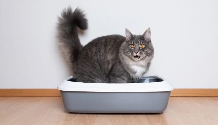 el arenero para gatos es esencial para salud de tu mascota