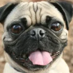 el perro pug o carlino es una raza muy querida entre los pet lovers