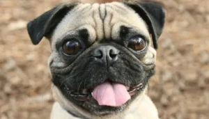 el perro pug o carlino es una raza muy querida entre los pet lovers