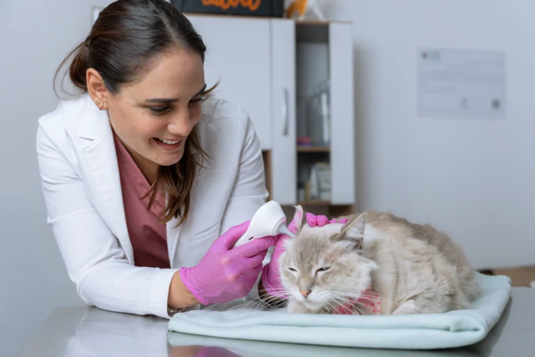 Catvet img 2 768x512