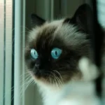 Descubre por que tu gato es chimoso
